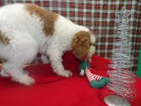 processed/cd30084c-71f9-4c46-9dbf-a091815a9d9b/listing/d62f0535-6e96-470a-a340-cc68763a2564/cf3194d8-042e-4ddc-bfcf-802e9d251ff8