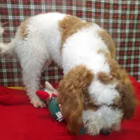 Sage, a female Cockapoo for sale in Paterson, NJ – Photo 4 of 6