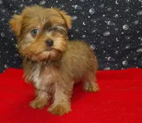 Aidan, a male Yorkshire Terrier for sale in Paterson, NJ – Photo 4 of 8