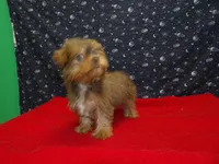 Aidan, a male Yorkshire Terrier for sale in Paterson, NJ – Photo 5 of 8