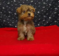 Aidan, a male Yorkshire Terrier for sale in Paterson, NJ – Photo 8 of 8