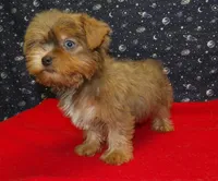 Aidan, a male Yorkshire Terrier for sale in Paterson, NJ – Photo 2 of 8