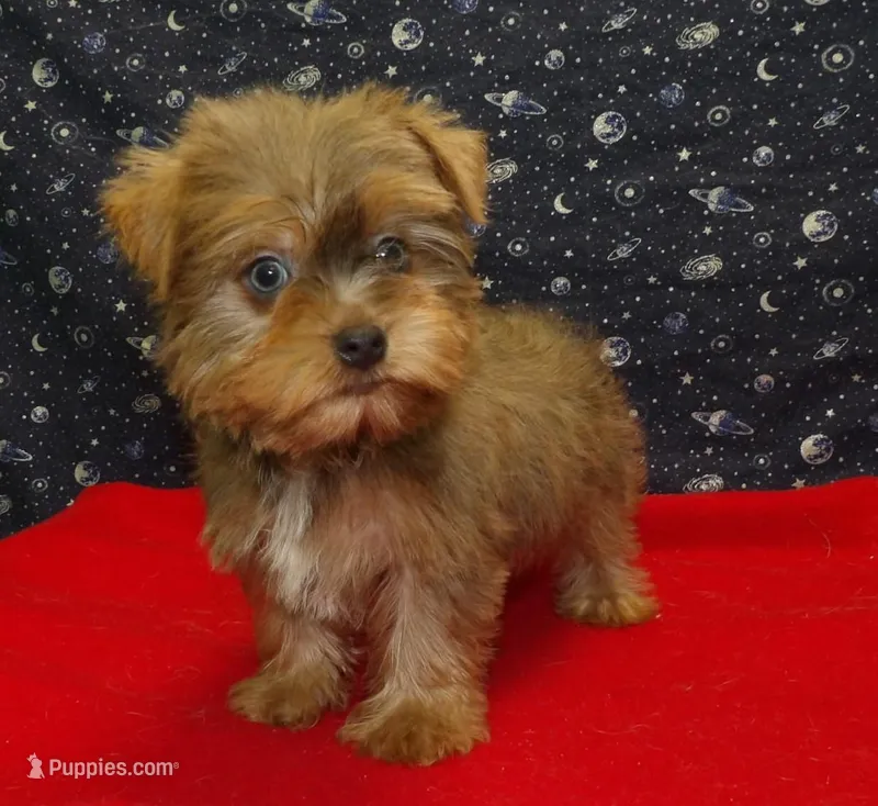 Aidan – Yorkshire Terrier puppy for sale in Paterson, NJ