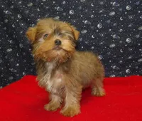 Aidan, a male Yorkshire Terrier for sale in Paterson, NJ – Photo 3 of 8