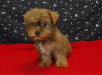 Aidan, a male Yorkshire Terrier for sale in Paterson, NJ – Photo 7 of 8