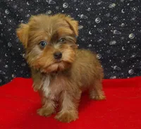 Aidan, a male Yorkshire Terrier for sale in Paterson, NJ – Photo 6 of 8
