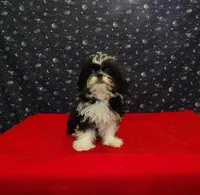 Margaret, a female Shih Tzu for sale in Paterson, NJ – Photo 4 of 5