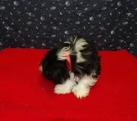 Margaret, a female Shih Tzu for sale in Paterson, NJ – Photo 3 of 5