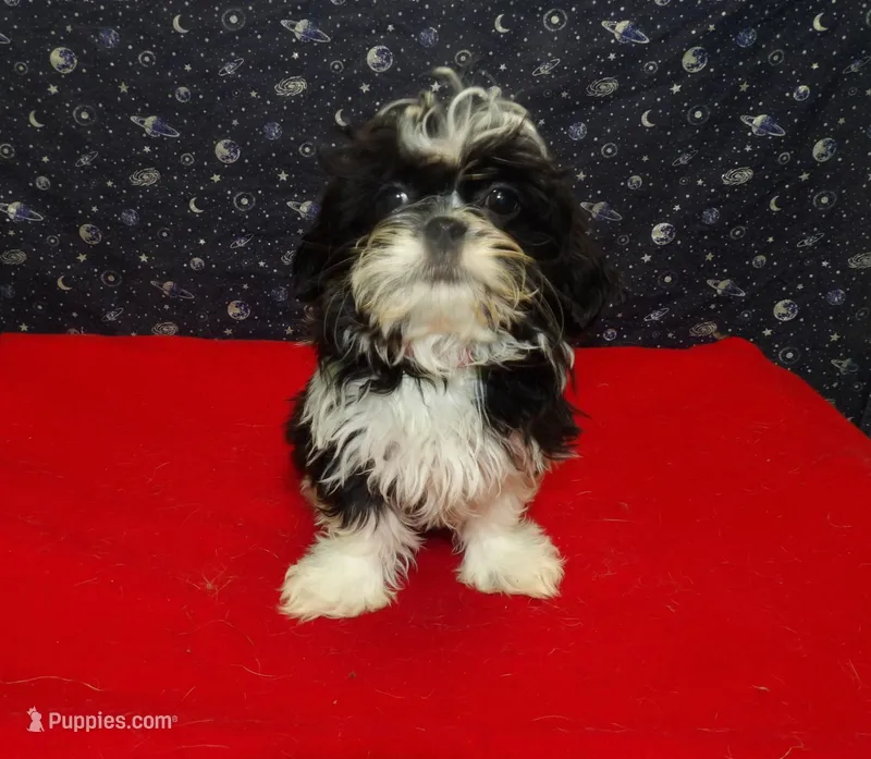 Margaret – Shih Tzu puppy for sale in Paterson, NJ