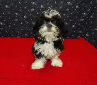 Margaret, a female Shih Tzu for sale in Paterson, NJ – Photo 1 of 5
