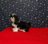 Margaret, a female Shih Tzu for sale in Paterson, NJ – Photo 5 of 5