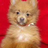 Priscilla, a female Pomeranian for sale in Paterson, NJ – Photo 1 of 5