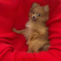 Priscilla, a female Pomeranian for sale in Paterson, NJ – Photo 2 of 5