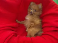 Priscilla, a female Pomeranian for sale in Paterson, NJ – Photo 2 of 5