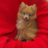Priscilla, a female Pomeranian for sale in Paterson, NJ – Photo 5 of 5
