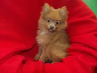 Priscilla, a female Pomeranian for sale in Paterson, NJ – Photo 5 of 5