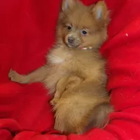 Priscilla, a female Pomeranian for sale in Paterson, NJ – Photo 3 of 5
