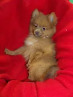 Priscilla, a female Pomeranian for sale in Paterson, NJ – Photo 3 of 5