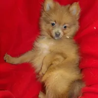Priscilla, a female Pomeranian for sale in Paterson, NJ – Photo 4 of 5