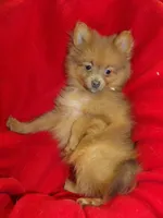 Priscilla, a female Pomeranian for sale in Paterson, NJ – Photo 4 of 5