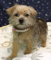 Abby, a female Morkie for sale in Paterson, NJ – Photo 3 of 4