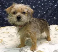 Abby, a female Morkie for sale in Paterson, NJ – Photo 2 of 4