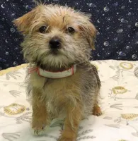 Abby, a female Morkie for sale in Paterson, NJ – Photo 4 of 4