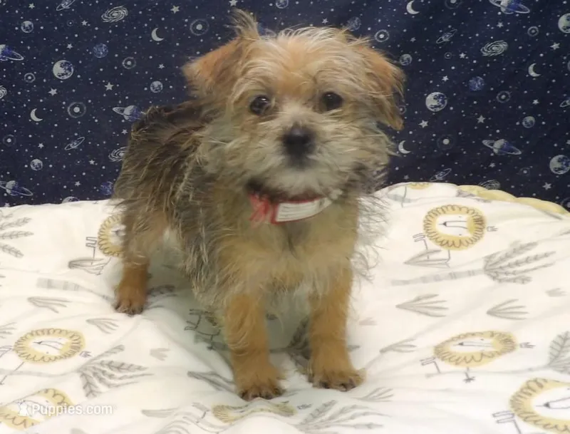 Abby – Morkie puppy for sale in Paterson, NJ