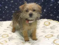 Abby, a female Morkie for sale in Paterson, NJ – Photo 1 of 4