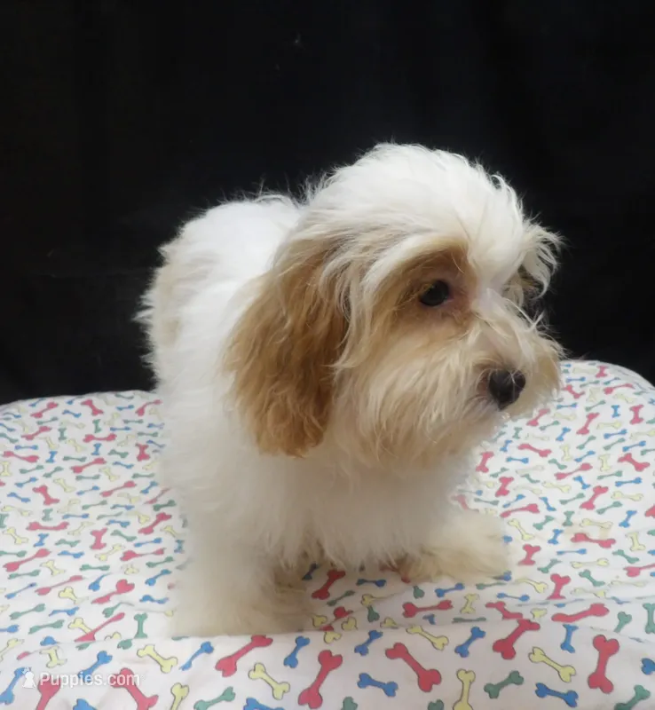 Jacky  – Shihpoo puppy for sale in Paterson, NJ