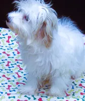 Sage, a male Maltipoo for sale in Paterson, NJ – 8 of 10