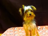 Suri, a female Yorkshire Terrier for sale in Paterson, NJ – 3 of 10