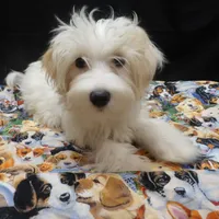 Saxen, a female Maltipoo for sale in Paterson, NJ – 4 of 5