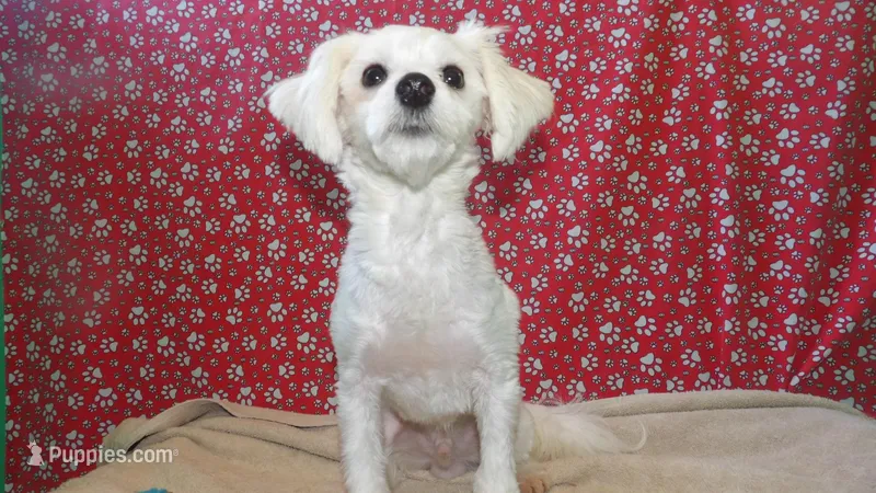 Rob, a male Maltese for sale in Paterson, NJ – Photo 1 of 5