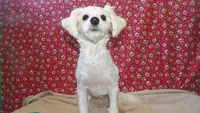 Rob, a male Maltese for sale in Paterson, NJ – Photo 1 of 5