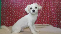 Rob, a male Maltese for sale in Paterson, NJ – Photo 2 of 5