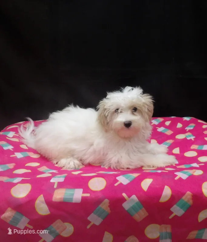 Sage – Maltipoo puppy for sale in Paterson, NJ