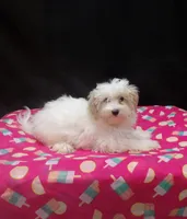 Sage, a female Maltipoo for sale in Paterson, NJ – 1 of 5