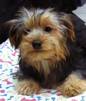 Sally, a female Yorkshire Terrier for sale in Paterson, NJ – 3 of 10