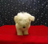 Melody, a female Maltese for sale in Paterson, NJ – Photo 4 of 4