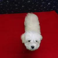 Melody, a female Maltese for sale in Paterson, NJ – Photo 3 of 4