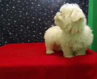 Missy, a female Maltese for sale in Paterson, NJ – Photo 5 of 5