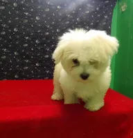 Missy, a female Maltese for sale in Paterson, NJ – Photo 2 of 5