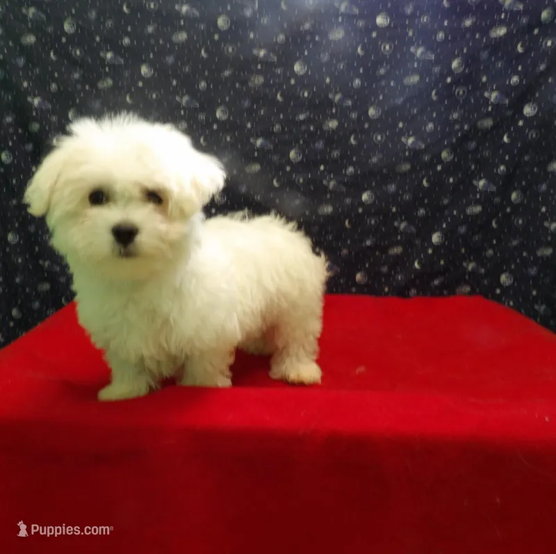 Missy – Maltese puppy for sale in Paterson, NJ