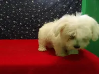 Missy, a female Maltese for sale in Paterson, NJ – Photo 4 of 5