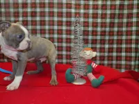 SEBASTIAN, a male Boston Terrier for sale in Paterson, NJ – Photo 1 of 4