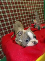 SEBASTIAN, a male Boston Terrier for sale in Paterson, NJ – Photo 3 of 4