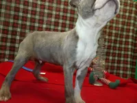 SEBASTIAN, a male Boston Terrier for sale in Paterson, NJ – Photo 4 of 4