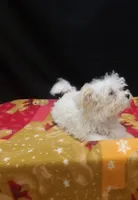 Saint , a male Maltipoo for sale in Paterson, NJ – 2 of 5