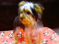 Suri, a female Yorkshire Terrier for sale in Paterson, NJ – 10 of 10